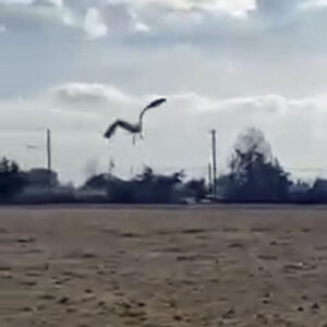great black-backed gull flying away after release