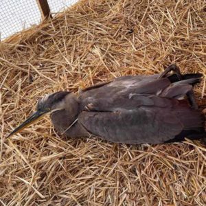 great blue heron lying down on hay of enclosure