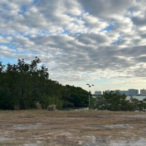 great blue heron flying away above sandy ground