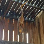 great blue heron standing on perch in cage