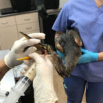 great blue heron held in arms being fed by syringe