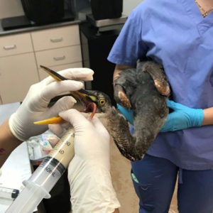 great blue heron held in arms being fed by syringe