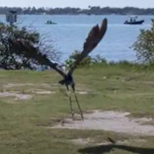 great blue heron taking flight from ground