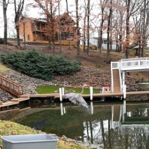 great blue heron flies over water after release