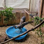 great blue heron in wading pool