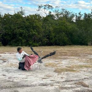 man holding great blue heron with towel on sandy ground