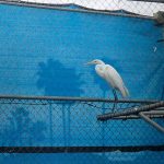 great egret on perch in pen