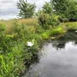 great egret outdoors by water