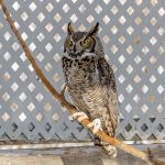 great horned owl on branch in enclosure