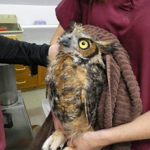 great horned owl held in towel