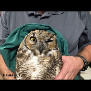 great horned owl face with eye injury