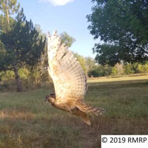great-horned owl flying off above a field with trees