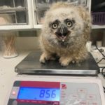 baby great horned owl standing on tabletop scale