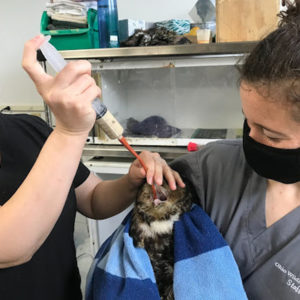 great horned owl being syringe-fed on table