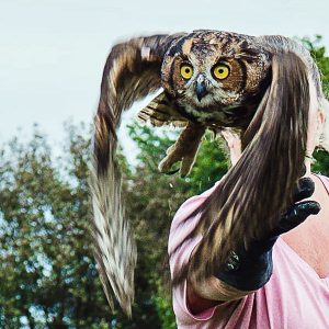 great horned owl being released