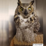 great-horned owl with eye injury sitting on perch in enclosure