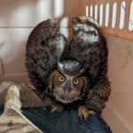 great horned owl with wings raised in enclosure