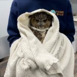 great horned owl wrapped in a towel and held