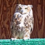 great horned owl on carpeted perch