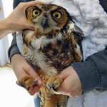 great horned owl held in hands