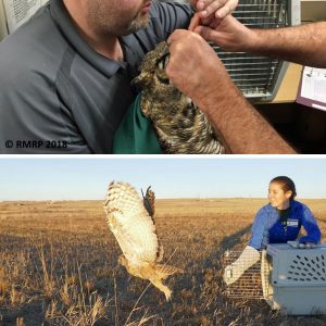 great horned owl being hand-fed and then released