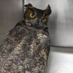 great horned owl in cage