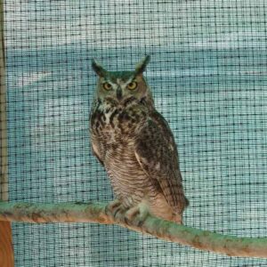 great horned owl perched on branch in enclosure