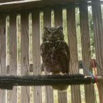 great-horned owl stands on perch in enclosure