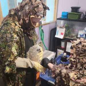 great horned owl nestling indoors being helped by two people in camouflage