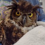 great horned owl held in towel by person