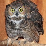 great horned owl on perch