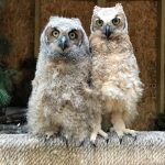 two great horned owlets on perch