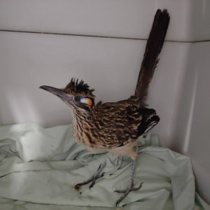 greater roadrunner standing in cage