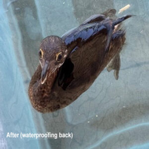 Pied-billed grebe paddling in water enclosure after waterproofing is back