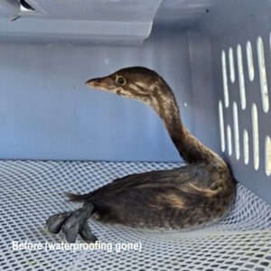pied-billed grebe resting in enclosure waiting to recover waterproofing