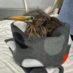 green heron wrapped in fabric