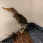green heron standing on log in indoor enclosure