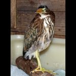 green heron standing in pen