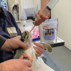 green turtle being tube fed