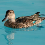 green-winged teal floating in containment pool