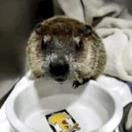groundhog with water dripping from chin at water bowl