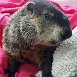 groundhog-in-blanket