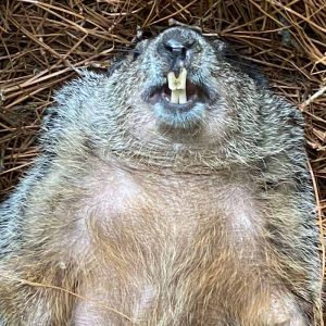 groundhog lying on back