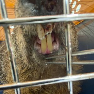 groundhog with broken incisors