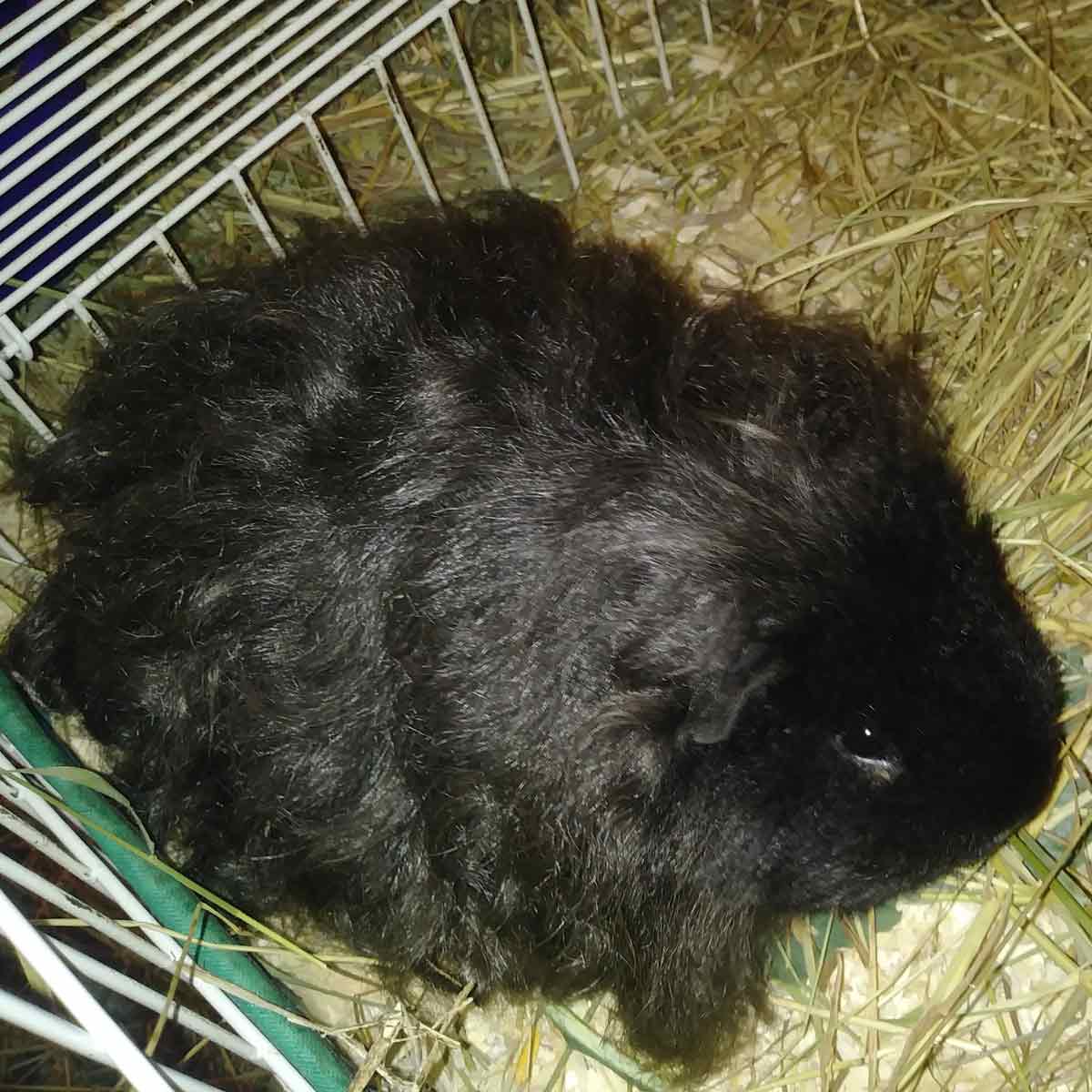 Birth of guinea pig 