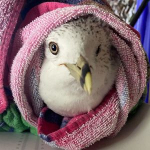 gull wrapped in pink towel