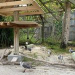 group of gulls and terns in large outdoor enclosure