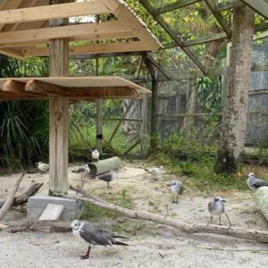 group of gulls and terns in large outdoor enclosure
