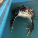 gutteral toad looking at camera from container of water