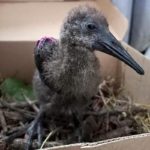 young hadada ibis in nest box bandaged for fractured bones